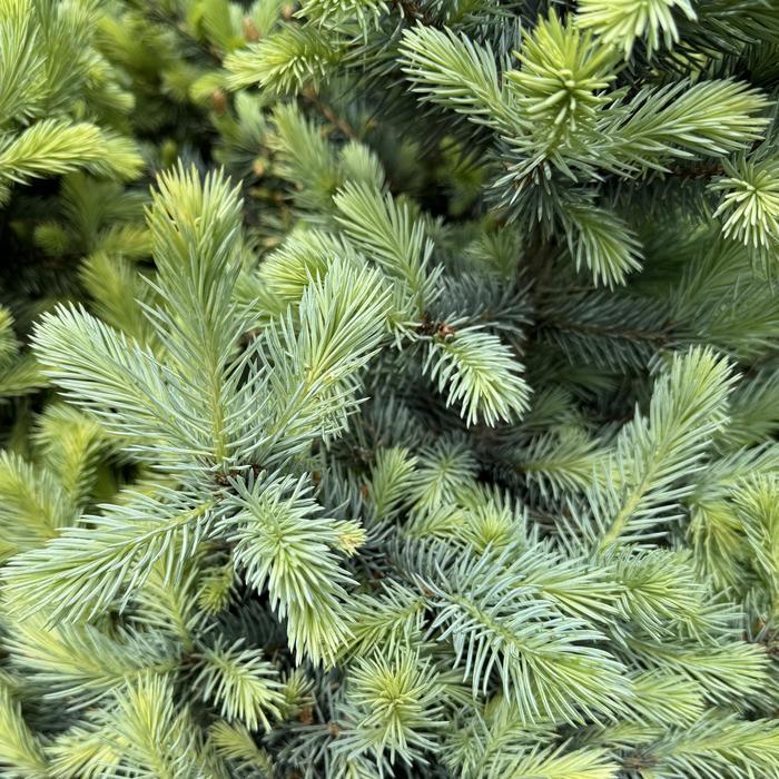 Picea pungens Baby Blue