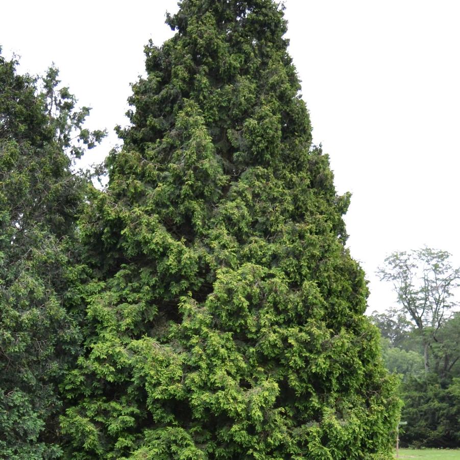 Thuja occidentalis Elegantissima