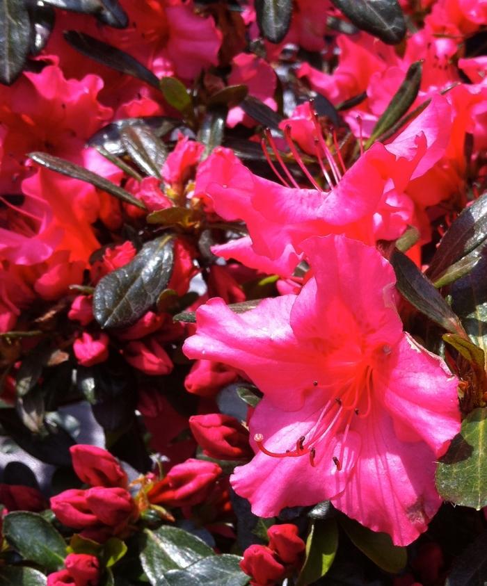 Rhododendron Girard's Rose