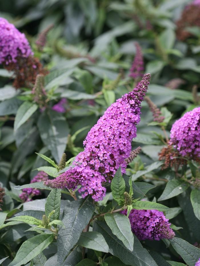 Buddleia x Pugster Periwinkle®