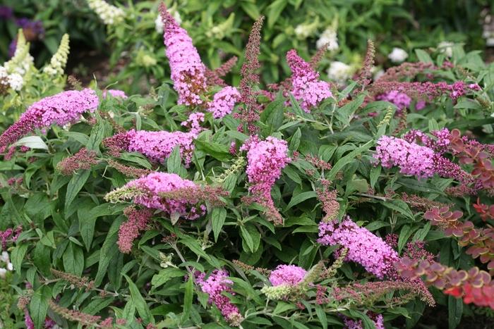 Buddleia Pugster Pink®