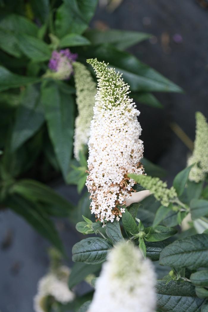 Buddleia x Pugster White®