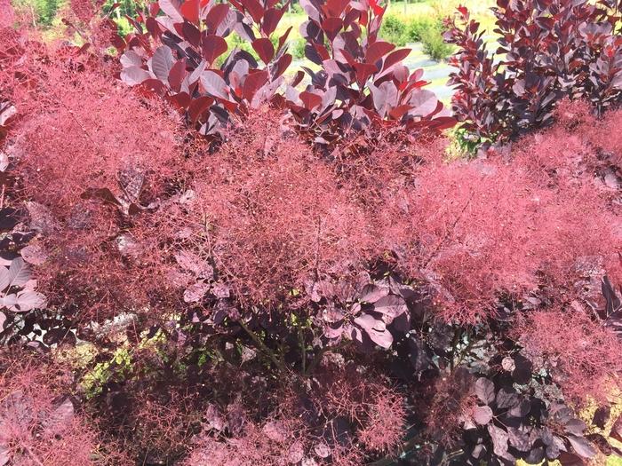 Cotinus coggygria Winecraft Black®