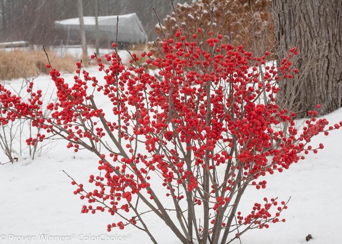 Ilex verticillata Berry Poppins M/F - PW