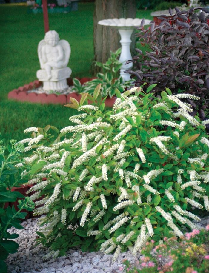 Itea virginica Little Henry