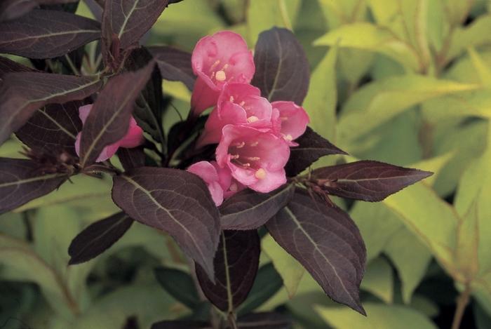 Weigela florida Alexandra