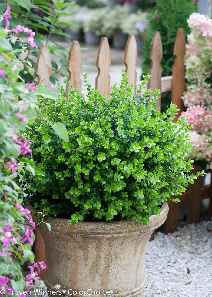 Buxus microphylla Sprinter®