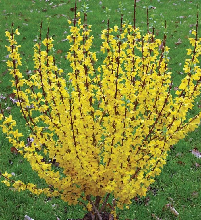Forsythia x intermedia Show Off Starlet
