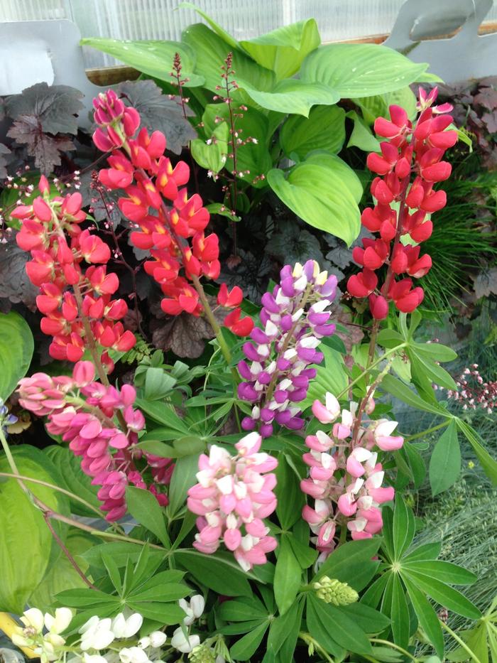 Lupinus polyphyllus Russell Mix