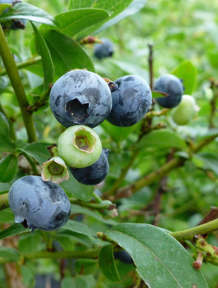 Vaccinium corymbosum Blueray