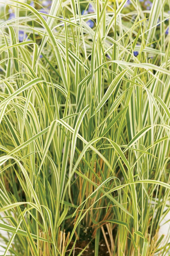 Calamagrostis acutiflora Overdam