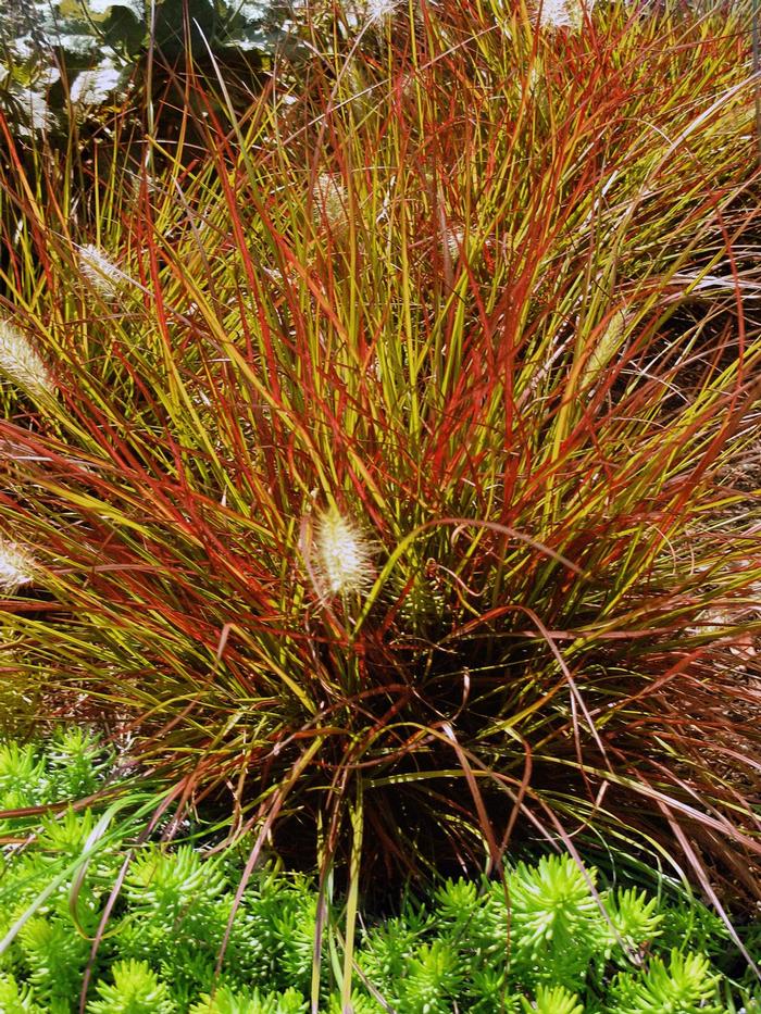 Pennisetum alopecuroides Burgundy Bunny