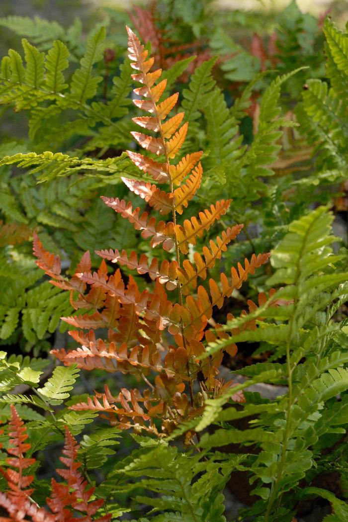 Dryopteris erythrosora Autumn Brilliance