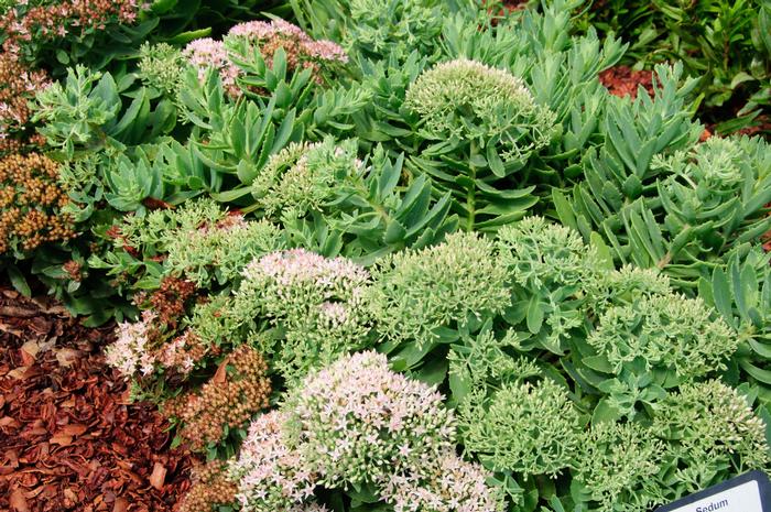 Sedum Rock 'N Grow® Pure Joy
