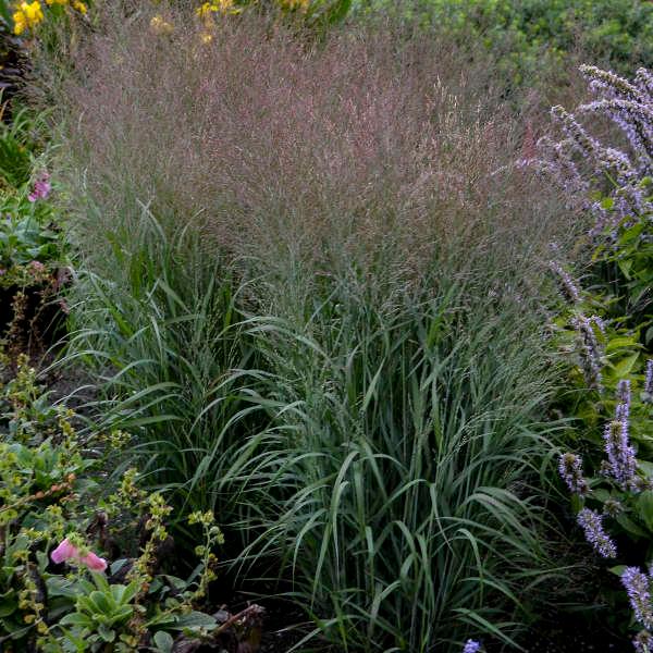 Panicum virgatum Dream Catcher® Smoky Rose®