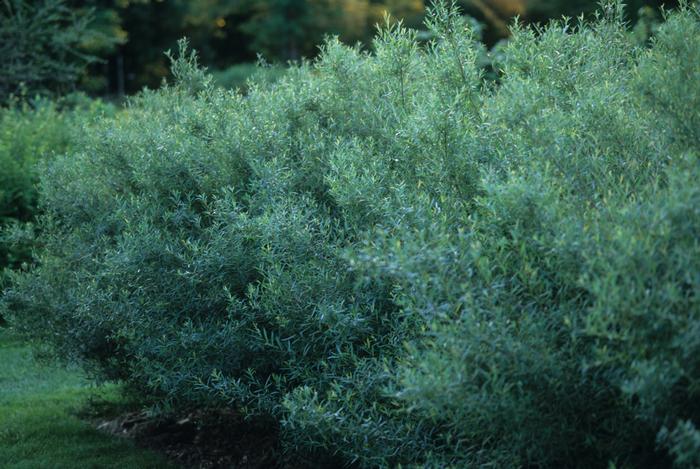 Salix purpurea Nana