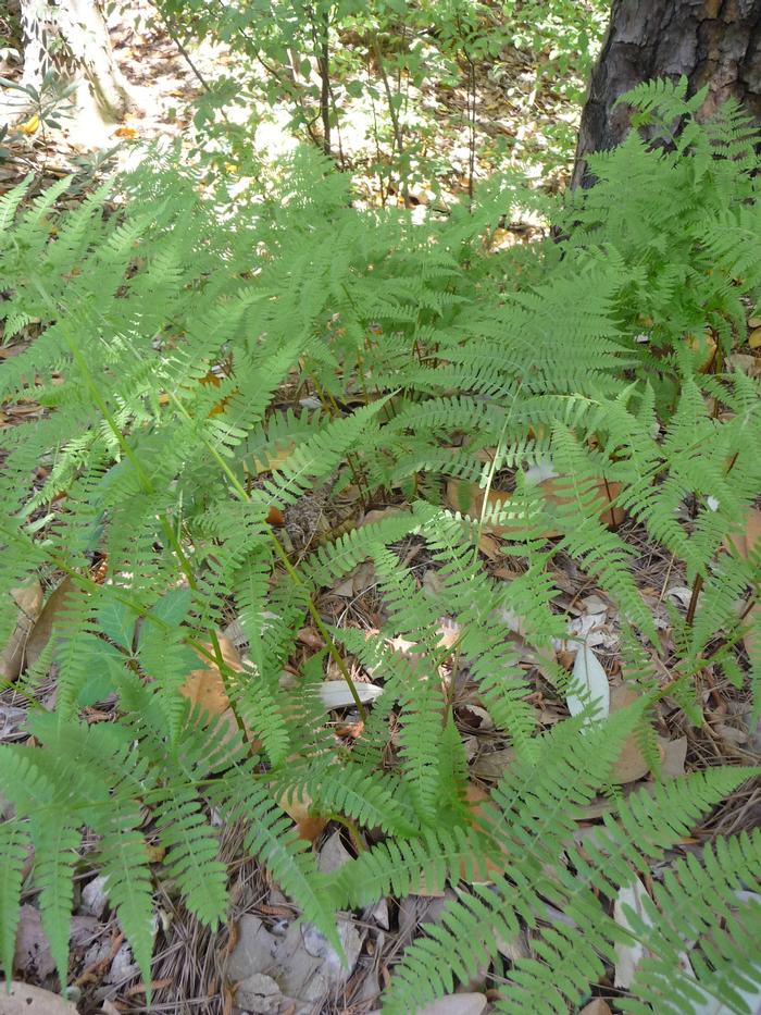 Athyrium filix-femina