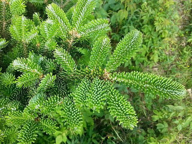 Abies fraseri