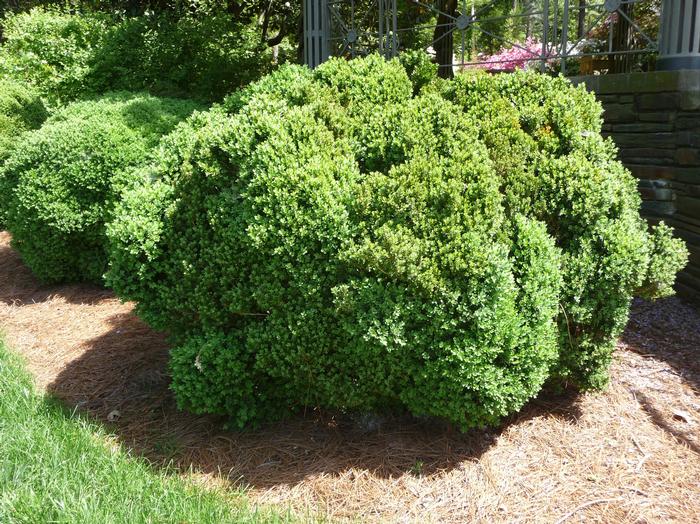 Buxus Green Velvet