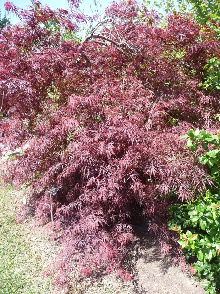 Acer palmatum var. dissectum Crimson Queen