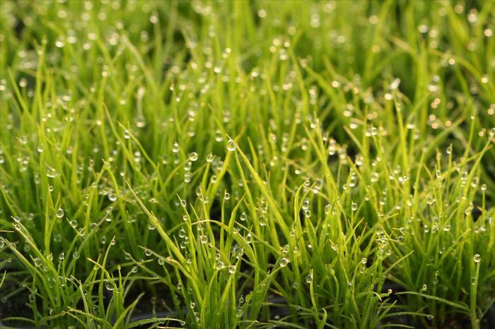 Carex vulpinoidea