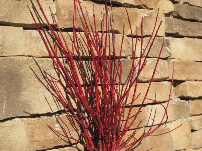 Cornus amomum