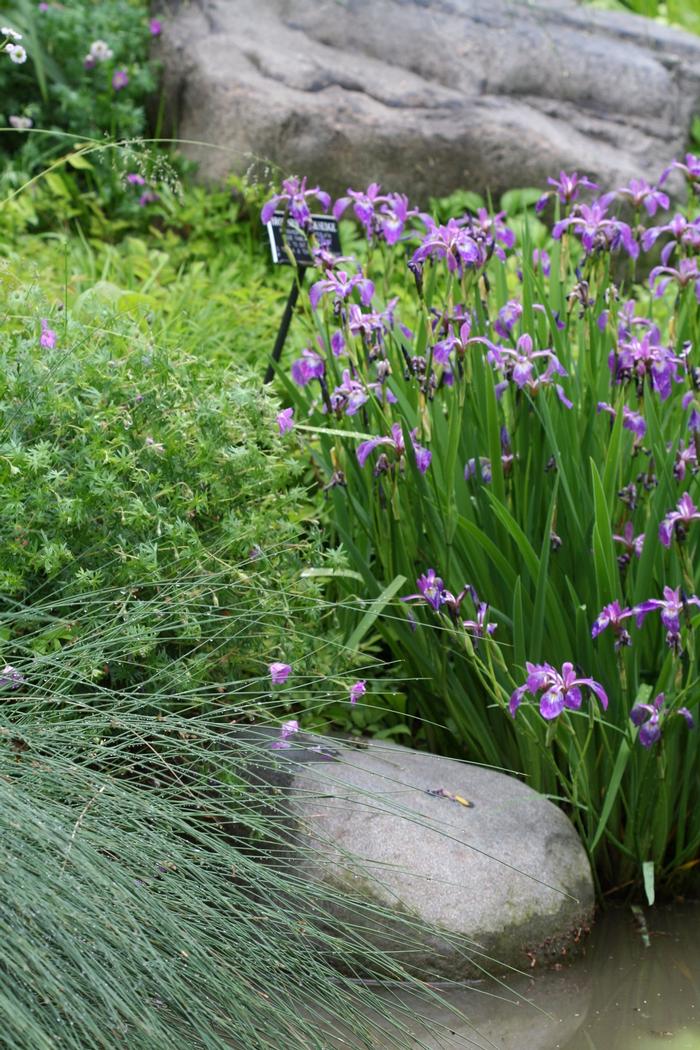 Iris versicolor