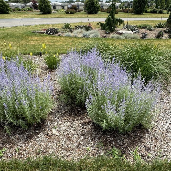 Perovskia atriplicifolia Little Spire