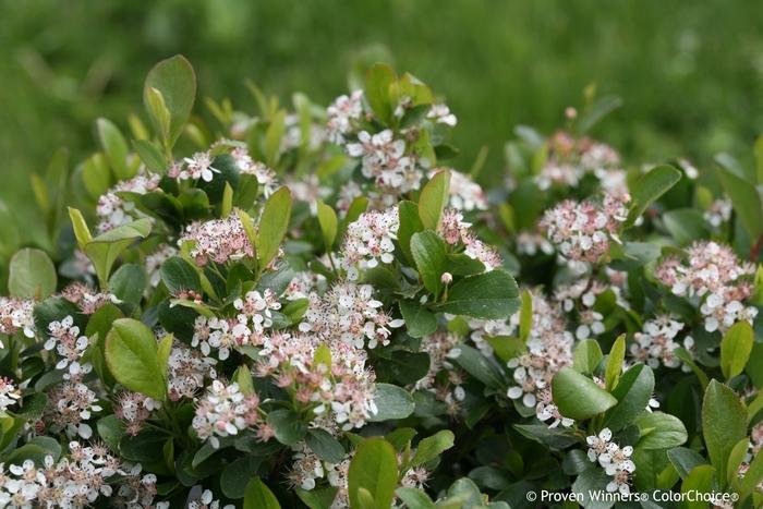 Aronia melanocarpa Low Scape Mound