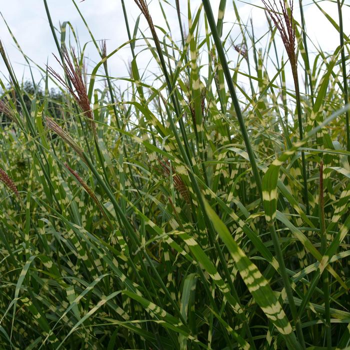 Miscanthus sinensis Zebrinus