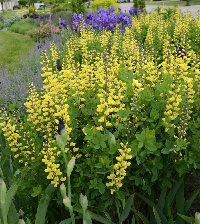 Baptisia Decadence Lemon Meringue
