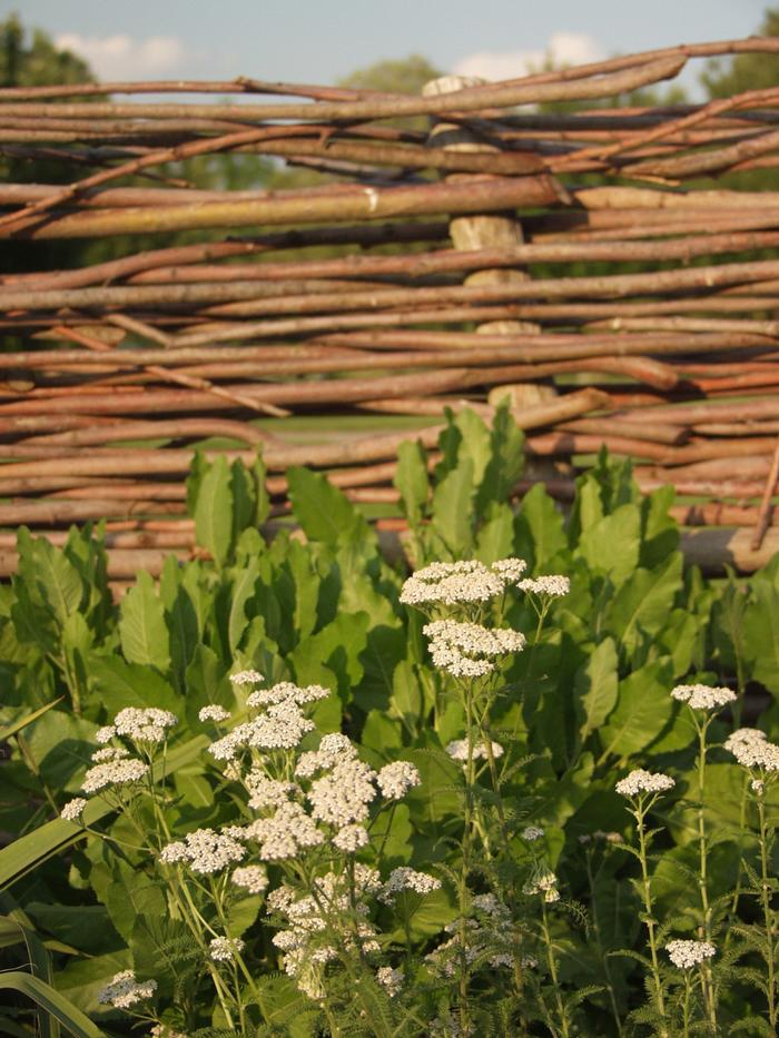 Achillea millefolium (Native)