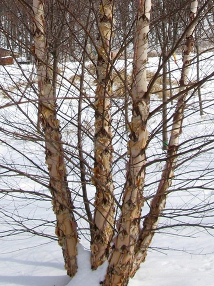 Betula nigra Heritage