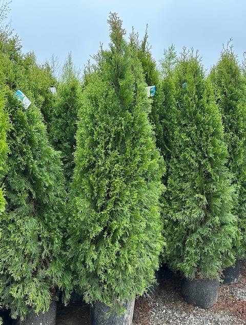 Thuja occidentalis Brandon