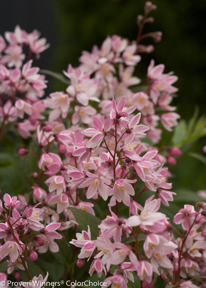 Deutzia Yuki Cherry Blossom®