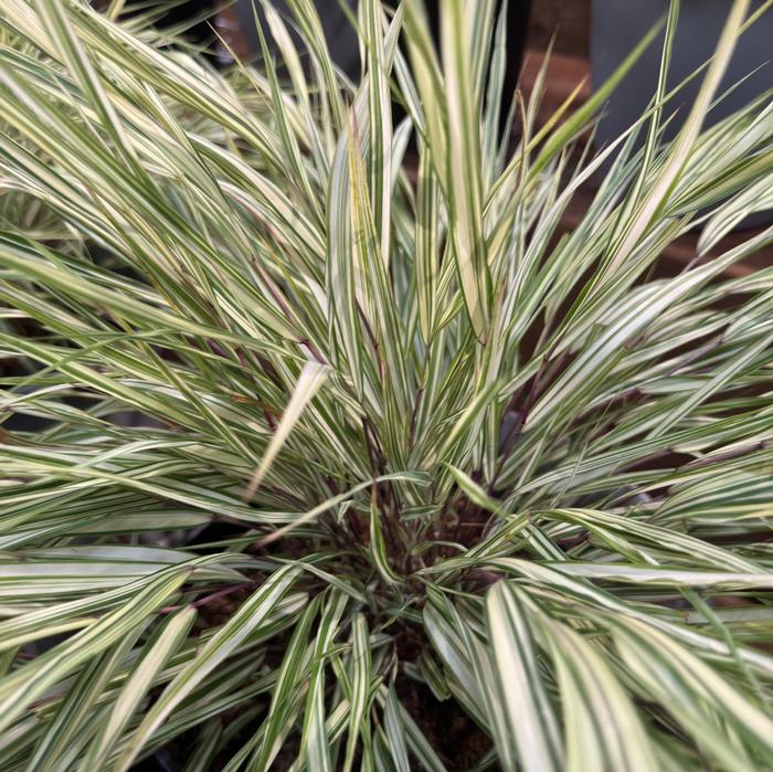 Hakonechloa macra Lime Zest™