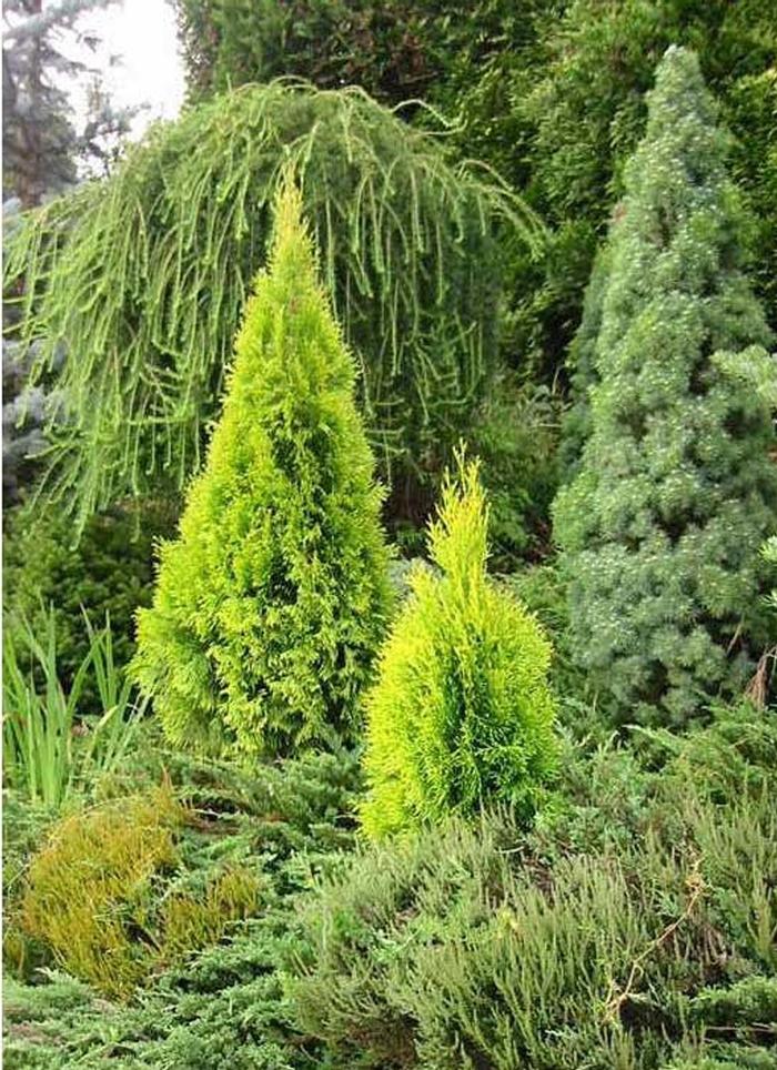 Thuja occidentalis Highlights™ Janed Gold