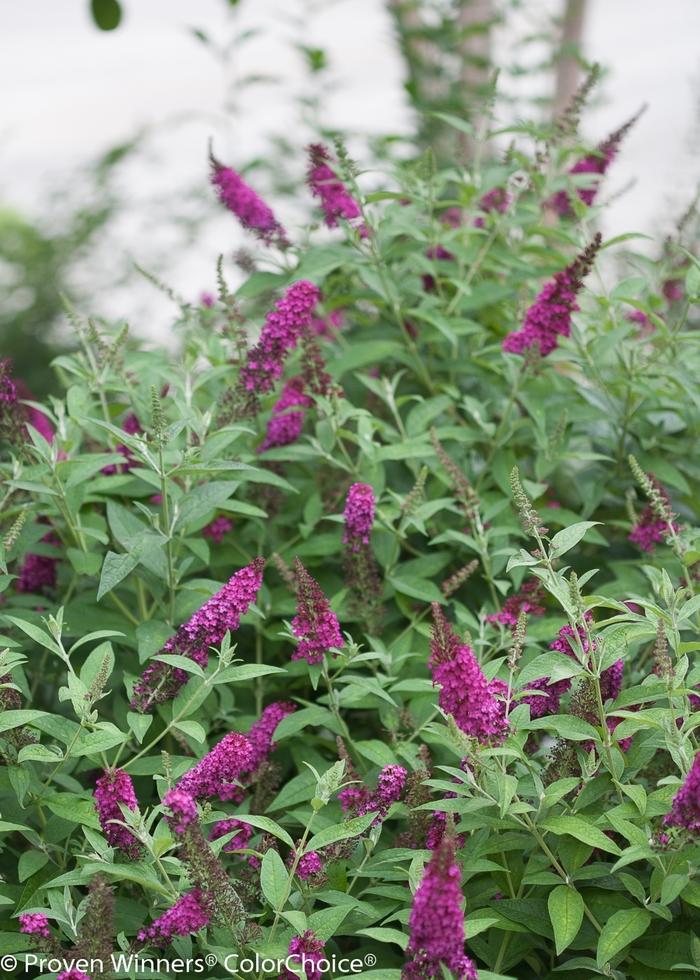 Buddleia x Miss Molly