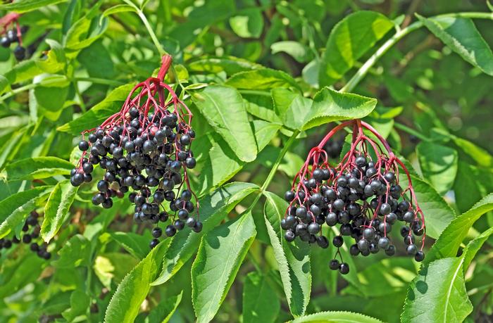 Sambucus canadensis