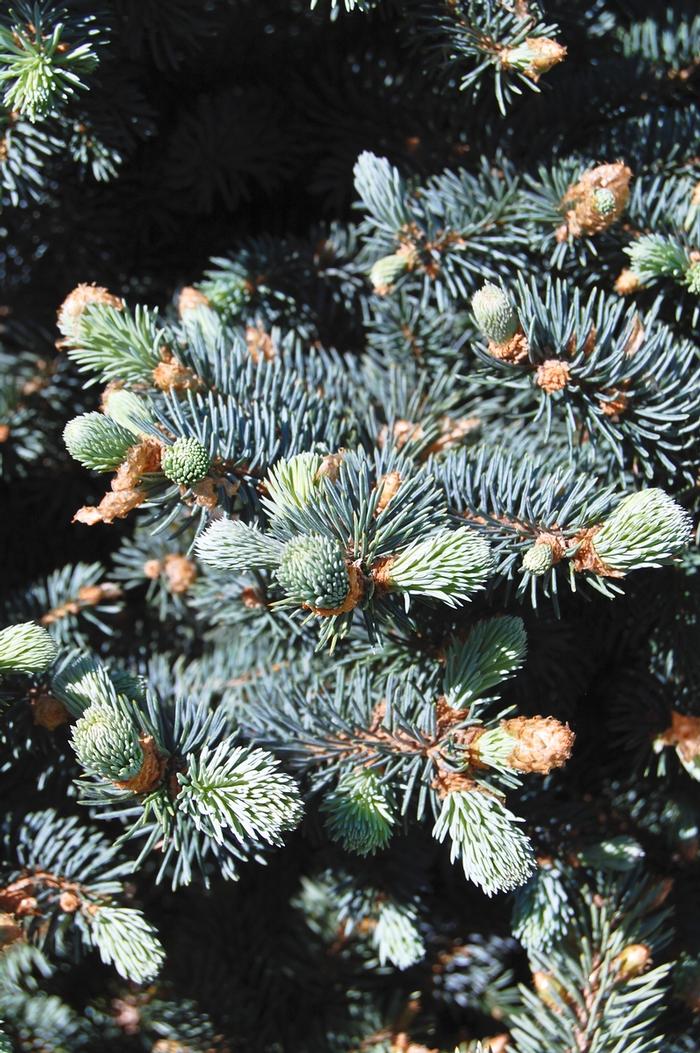 Picea pungens var. glauca