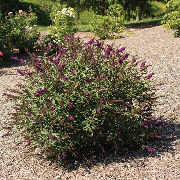 Buddleia davidii RoyalRazz
