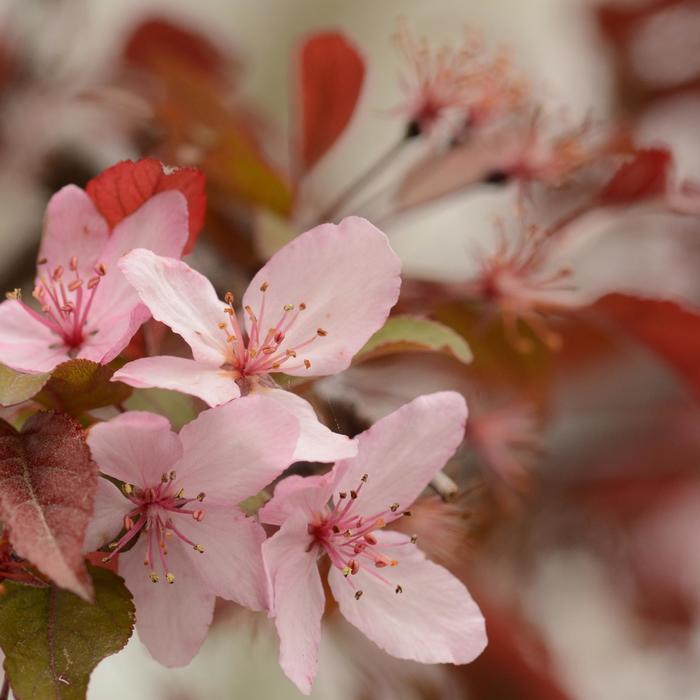Malus Royal Raindrops