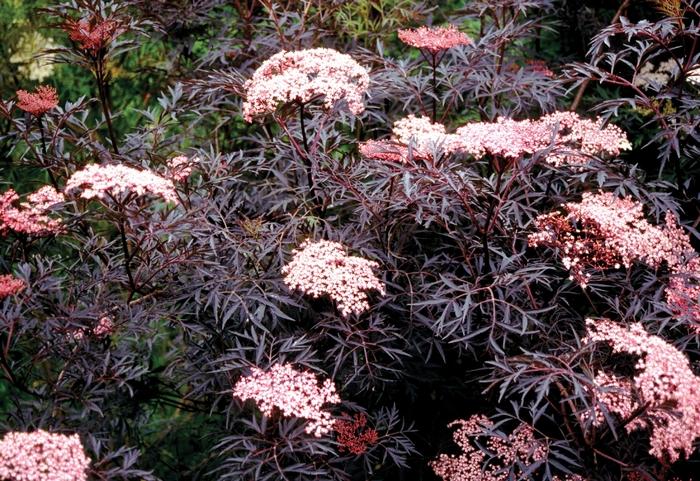 Sambucus nigra Black Lace