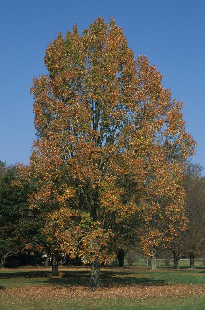 Acer rubrum Columnar Armstrong