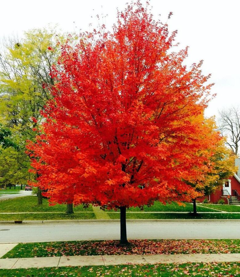 Acer rubrum