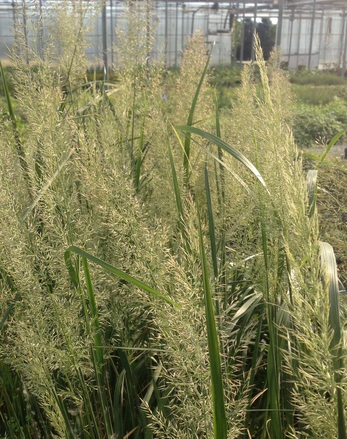 Calamagrostis brachytricha Caspian