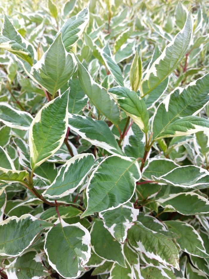 Cornus alba Ivory Halo