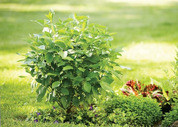 Cornus stolonifera Arctic Fire