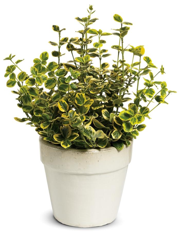 Euonymus fortunei Gold Splash