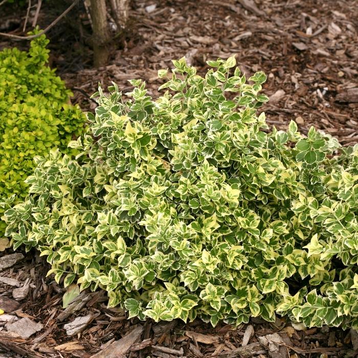 Euonymus fortunei White Album